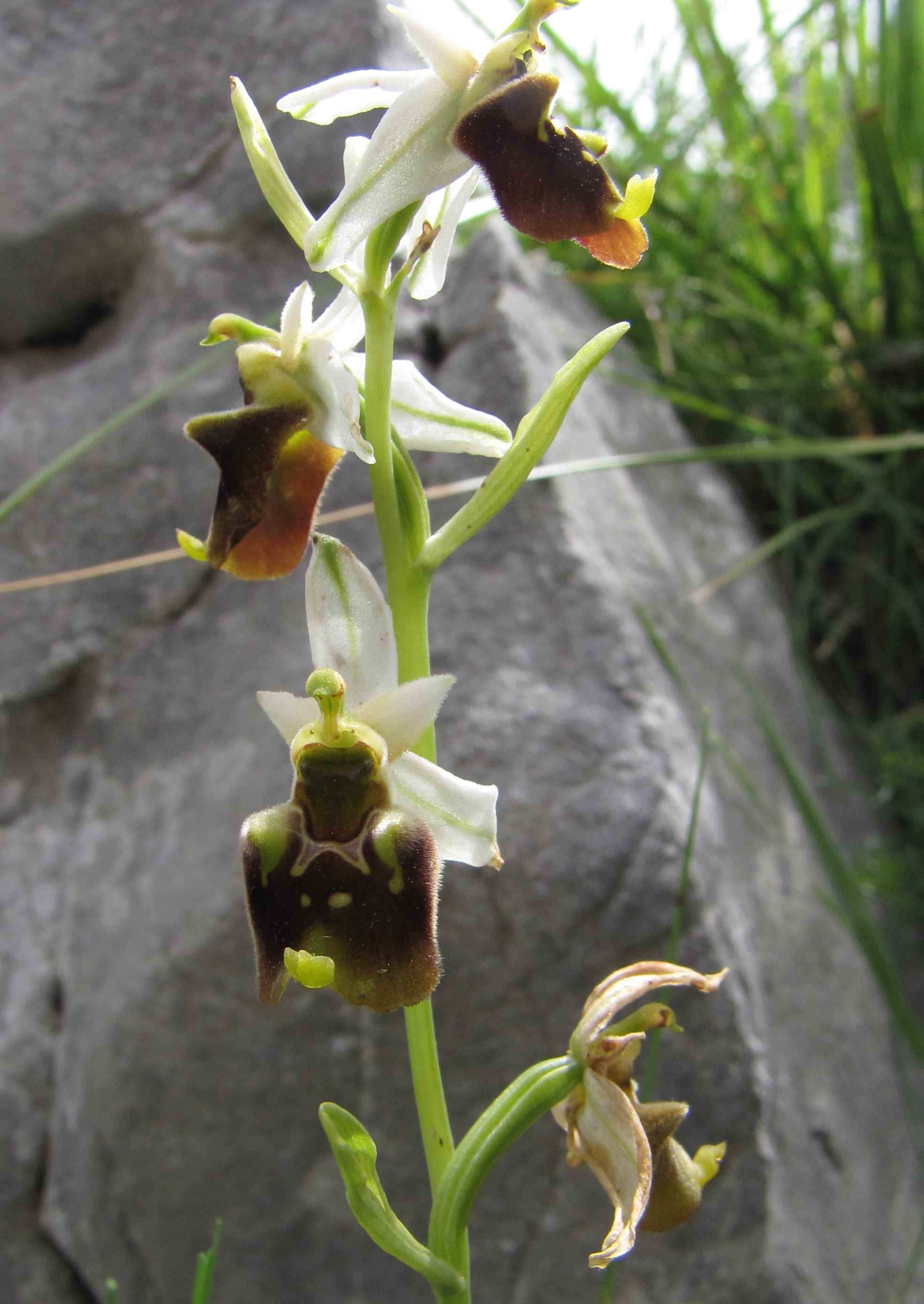 Ophrys pinguis